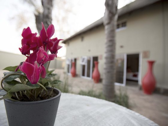 Cyclamen on a table in the courtyard outside the rooms.